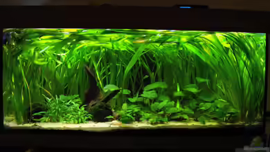 Verkrautetes Südamerika von Theresa Horak