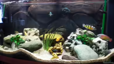 Victoria von pennywise