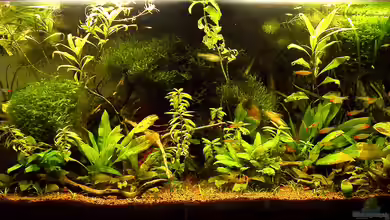 VidaViva von bergfrau