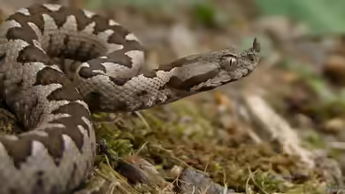 Vipera ammodytes im Terrarium halten