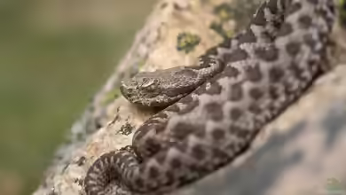 Vipera latastei: Stülpnasenotter im Terrarium halten