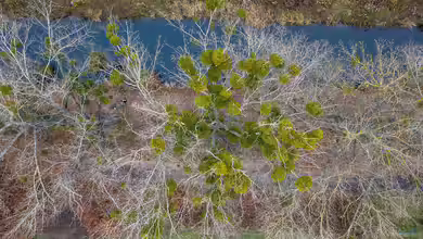 Viscum album subsp. album im Garten pflanzen