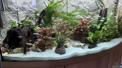 Vision All Kontinent von Donelli