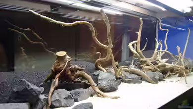 Vivaline 330 (aufgelöst 2020) von C-NA