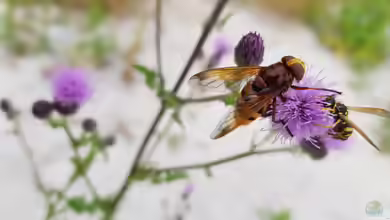 Volucella zonaria im Garten