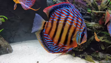 Vom Dschungel zum Iwagumi von Vancouver2010