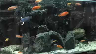 Voralpen Afrika von Tobias Sanktjohanser