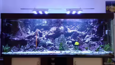 Vulcano Reef von Thomas Schneider