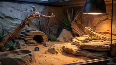 Wärmespots richtig planen: So entsteht ein gesundes Temperaturgefälle im Terrarium