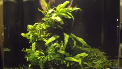 Waldlichtung von Arle