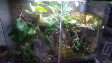 Waldterrarium von JalaRoki