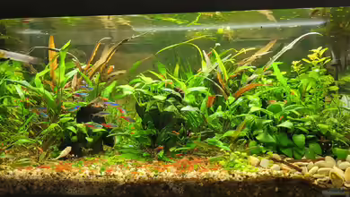 Wandelbecken von KleinerFisch