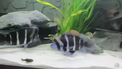 Warum der Tanganjika-Beulenkopf nicht so pflegeleicht ist, wie viele denken