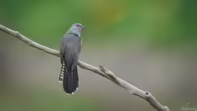 Warum ruft der Kuckuck?