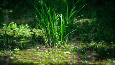 Warum sumpfige Bereiche am Gartenteich so wichtig sind