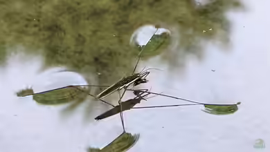 Warum Wasserläufer auf der Oberfläche laufen können und nicht ertrinken