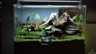 Wasserfall Paludarium von Junglist