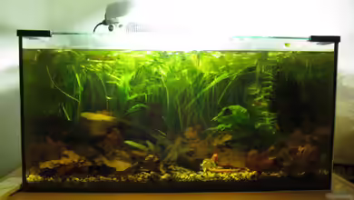 Wasserpfütze von Der Bergzower