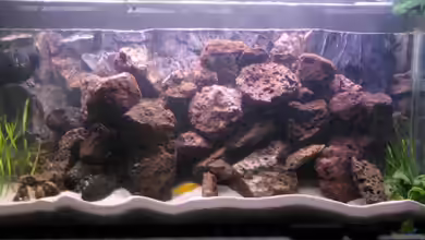 Waterhome von Gladbacherfohlen86