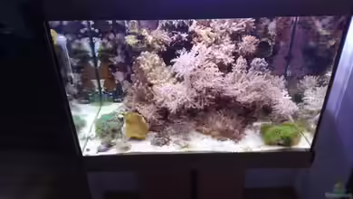 Weichkorallenbecken von Torsten Bullmahn