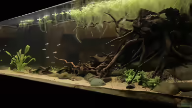 Weichwasseraquarium: Haltung, Wasserwerte, Einrichtung und Pflege