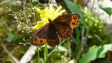 Weißbindiger Mohrenfalter im Garten