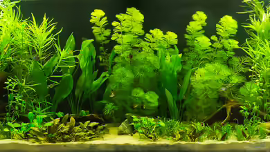 Welcome to America von Nico Frische