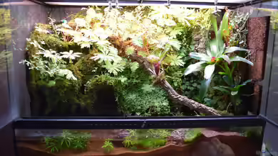 Welcome to the Jungle (aufgelöst) von Junglist