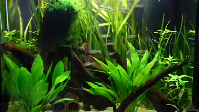 Welsbecken von Kiera&Hannes