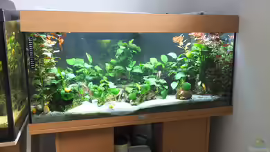 Welse Becken von Taiwanese Inai