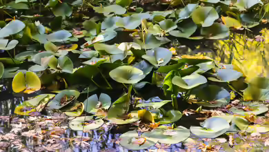 Wenn sich die Blätter der Seerose auftürmen - Ursachen, Erste Hilfe und Vorbeugung