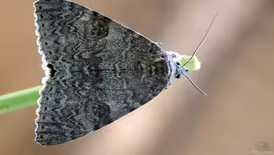 Wer ist was? Schmetterling, Falter, Motte und weitere Bezeichnungen