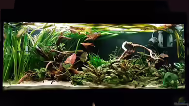 West- / Zentral-Afrika Gesellschaftsbecken von Arne Wilkens