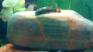 westafrika (nur noch als Beispiel) von ml69