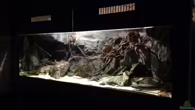 Westafrika Räuberbecken von Zigermandli