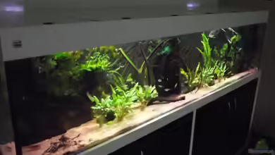 Westafrika-Style (aufgelöst) von Dr. Manhattan