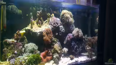 Westerwälder Nanoriff von Hofer1