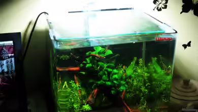 White Pearl`s Home von Lielle