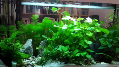 White Sands von Glyzerine