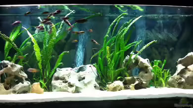 White World von Christian Auert