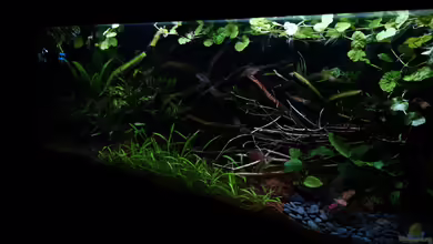 Wild Rio Guapore von Atacama