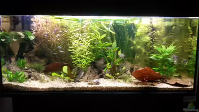 wild stones and plants von Dreadnought