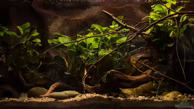 Wild Wild West von AjakAndi