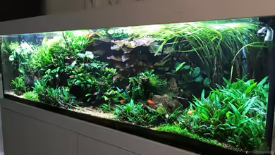 Wild World(Restart) von Der Nicky