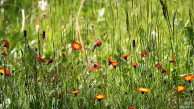 Wildblumenflächen im Garten - lebendige Vielfalt statt perfektem Rasen
