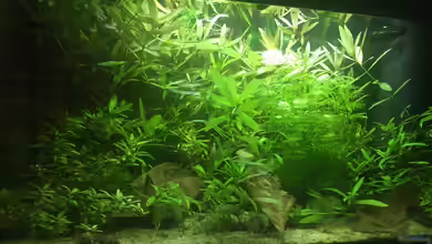 wilder Aquarientraum von Elea von Dicrossus