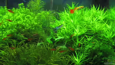 Wilder Würfel von furt