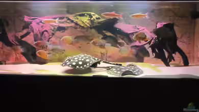 Wildes Wohnzimmer ( Nur noch als Beispiel) von Leo-FAN