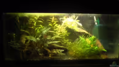 Wirbellose von Lisa K.