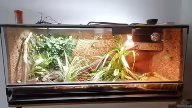 Wohnstatt von Fräulein Brunhilde von Teich von Hexe